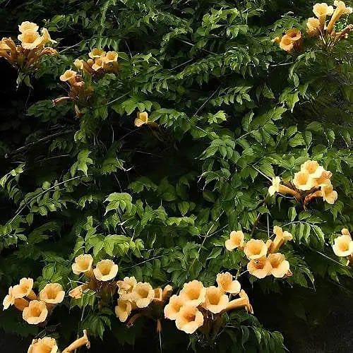 Кампсис ползучий Agro-Market 3-х летний Flava С3 высота 30-50 см 187475 1 саженец в упаковке - фото 1