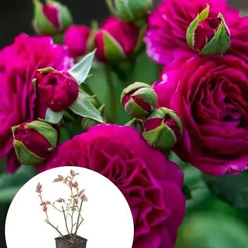 Троянда шраб Agro-Market Purple Lodge у контейнері вищий сорт (190050) 1 саджанець в упаковці - фото 2