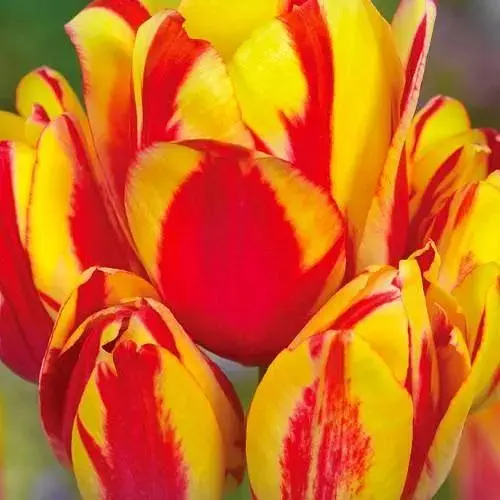 Тюльпан "Sunshine Club" (многоцветочный) (186168) 2 шт - фото 1