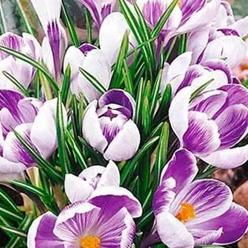 Крокус крупноцветковый "King of the Striped" 5 шт (17233) - фото 1