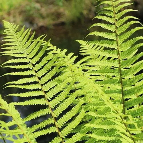 Щитник мужской многолетний папоротник, корневище 1 саженец (184695) - фото 2