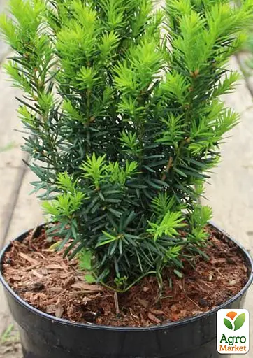 Тис середній "Hicksii" (ком/сітка) висота 70-80см (189065) 1 шт - фото 2