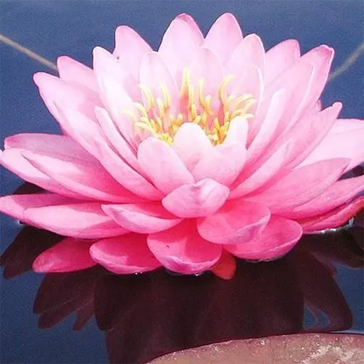 Нимфея Perry`s Fire Opal Корневище 1 саженец (40259) - фото 1