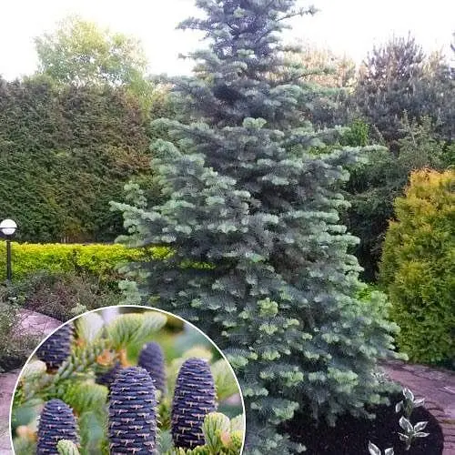 Ялиця однокольорова Agro-Market Concolor Abies Concolor Glauca горщик P9 189728 1 саджанець в упаковці - фото 1