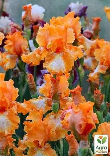 Ірис бородатий великоквітковий "Cajun Rhythm" (50813) 1 шт - фото 3