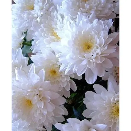 Хризантема Садова "Domino White" (висота 30-50см) (101668) 1 саженец - фото 1