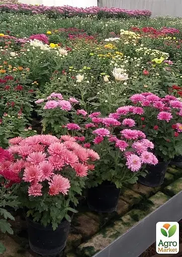 Хризантема "Angelys Jaune" (низькоросла крупноквіткова) (48749) 1 шт - фото 3