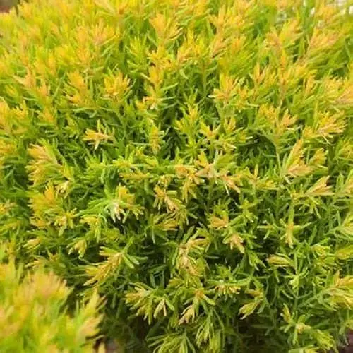 Туя западная Anniek (вазон Р9, высота 10-15 см) (189645) 1 саженец в упаковке - фото 1