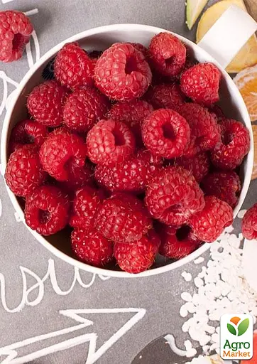 Малина Agro-Market "Лыбидь" (ремонтантый крупноплодный и неприхотливый сорт) 1-летний саженец (189496) 1 шт в упаковке - фото 3