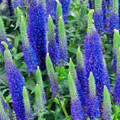 Вероніка Колосиста "Ulster Dwarf Blue" (189454) 1 саженец - фото 1