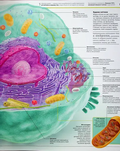 Енциклопедія знань. Тіло людини - фото 10
