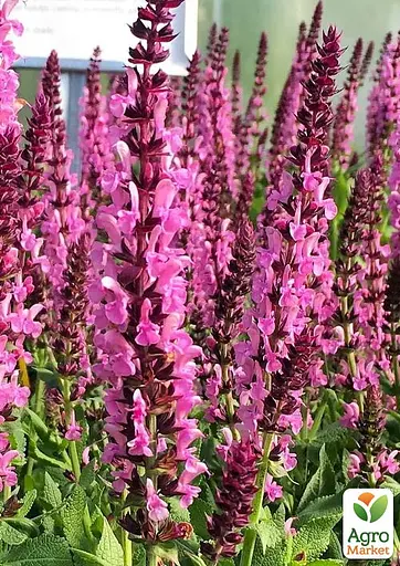 Шавлія Дубравна Sensation "Medium Pink" (188218) 1 саженец - фото 2