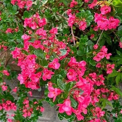 Ескалонія "Donard Radiance" (177267) 1 саженец - фото 1