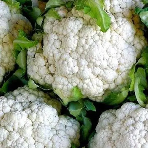 Капуста цветная Весна Снежный гигант (в банке) Органик 5г (44970) - фото 2