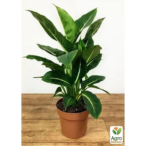 Дифенбахия (Dieffenbachia) Agro-Market Green Magic высота 40-60см (185441) 1 саженец в упаковке. - фото 4