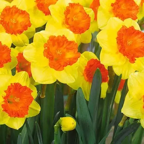 Нарцисс "Mirar" (186339) 2 шт - фото 1