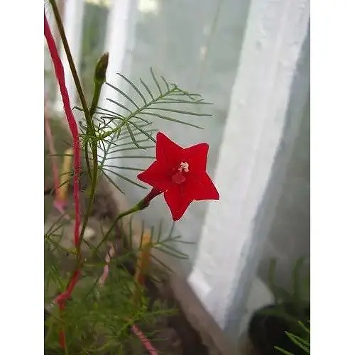 Насіння Квамокліт Перистий  Насіння України Ліана Червона 0.25 г (786600) - фото 2