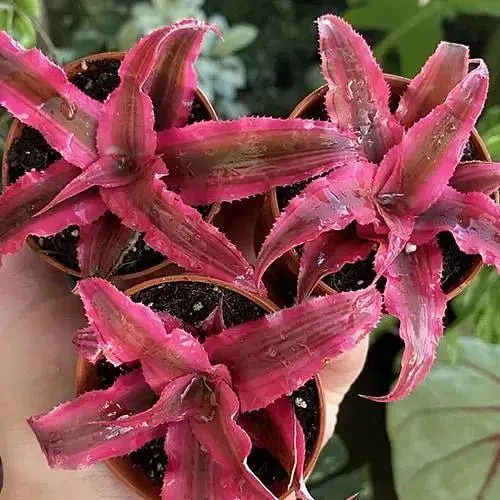 LMTD Криптантус Agro-Market Rubin Star высота растения 10-15см (188204) 1 саженец в упаковке - фото 1