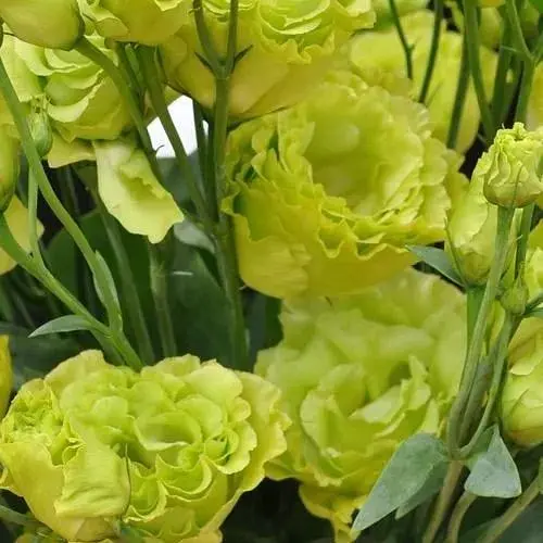 Эустома махровая "Mariachi Lime Green" укоренена в контейнере Р9 (51993) 1 саженец - фото 1