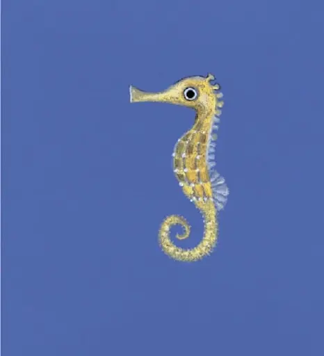 Sea Animals - фото 6