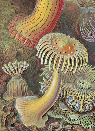 The Art and Science of Ernst Haeckel - фото 2