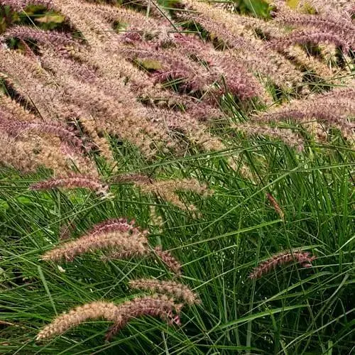 Пеннисетум восточный Agro-Market Karley Rosea С2 (189790) 1 саженец в упаковке - фото 1