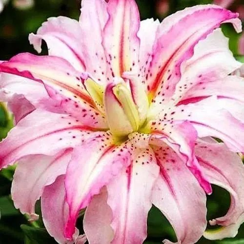 Лилия "Sweet Rosy" 1 шт (20823) 1 шт - фото 1