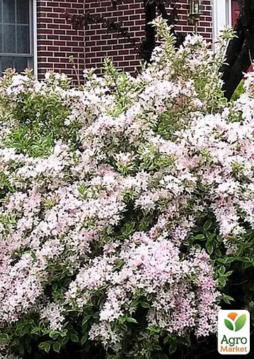 Вейгела 3-х річна "Splendid" С3 висота 80-100см (182503) 1 саженец - фото 2