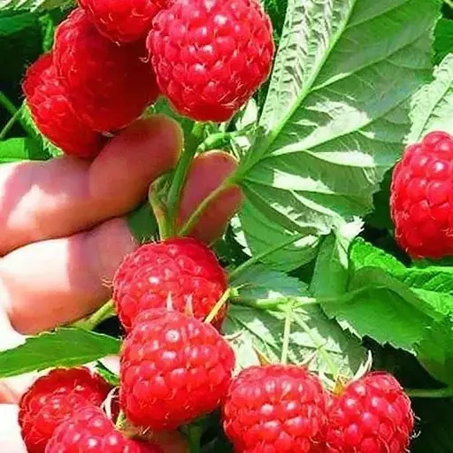 Малина Agro-Market "Glen Ample" (средний срок созревания, высокоурожайный сорт) 1-летний саженец (189643) 1 шт в упаковке - фото 1