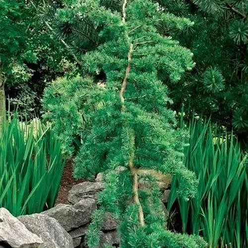 Модрина японська Agro-Market Кемпфера 2-х літня Larix kaemp С1.5 висота 60-80 см 189748 1 саджанець в упаковці - фото 1