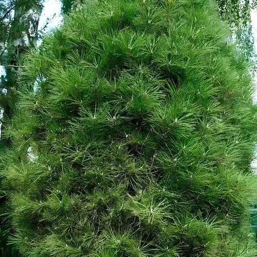 Сосна привитая Agro-Market 2-х летняя чёрная Spielberg С2 высота 20-25 см 187452 1 саженец в упаковке - фото 1