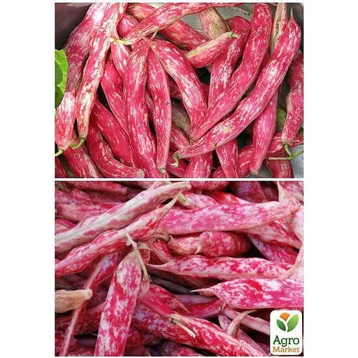 Квасоля "Ластівка" ТМ "Весна"  15г (22317) - фото 2