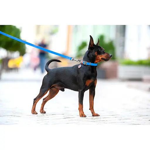 Нашийник для собак водостійкий Waudog Waterproof з QR-паспортом металічна пряжка-фастекс Ш 25 мм Д 34-49 см блакитний - фото 6