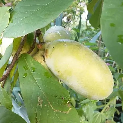 Азимина привитая SAB Overleese C1.5, высота 35-60 см (184647) 1 саженец в упаковке - фото 1