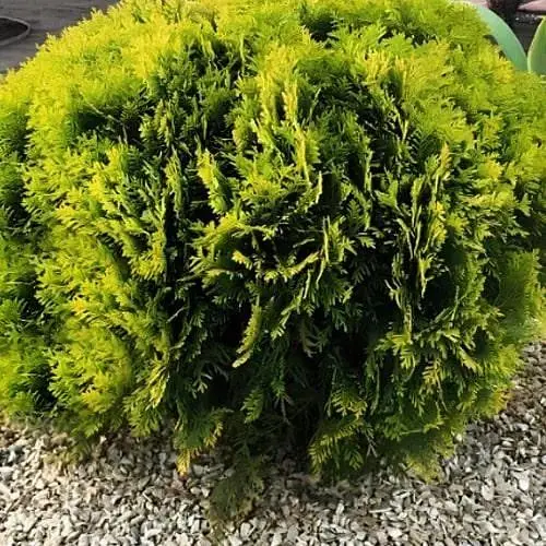 Туя западная Mirjam, (ком/сетка) диаметр 35-40 см (188467) 1 саженец в упаковке - фото 1