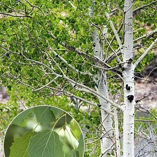 Осика звичайна Agro-Market 80-120 см (188846) 1 саджанець в упаковці - фото 3