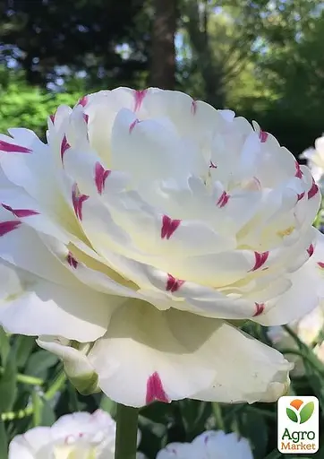 Тюльпан "Dance Line" (61552) 2 шт - фото 3