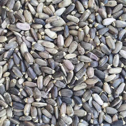 100 г розторопша плямиста плоди сушені - свіжий урожай