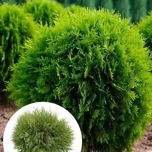 Туя западная Agro-Market Globosa ком/сетка диаметр 100-120 см 175613 1 шт. в упаковке - фото 1