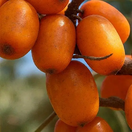 Облепиха "Елизавета" (женская) (ранний срок созревания, высокоурожайный и крупноплодный сорт) (187557) 1 саженец в упаковке - фото 1