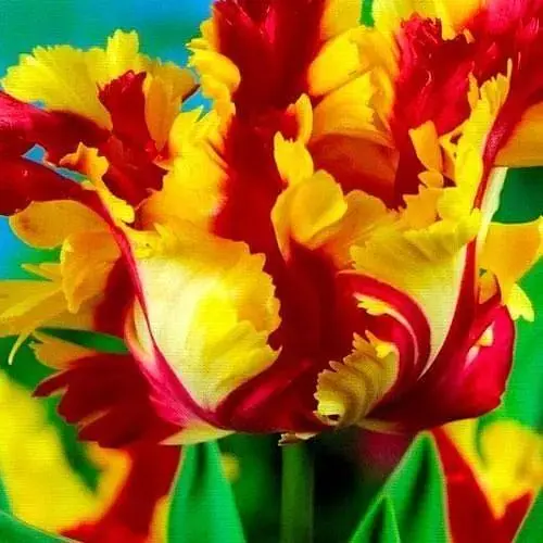 Тюльпан "Flaming Parrot" 3 шт (47615) - фото 1