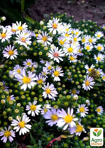 Айстра грунтопокривна "Snow Flurry" (контейнер № 10) (47986) 1 саженец - фото 3