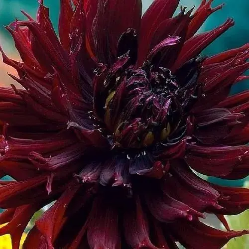 Жоржина "Kenora Macop-B" (118663) 1 шт - фото 1