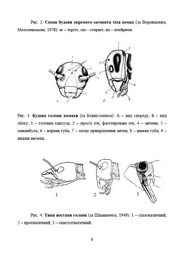 Лісова ентомологія - фото 8