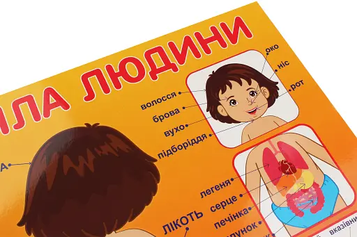 Плакат. Будова тіла людини - фото 3