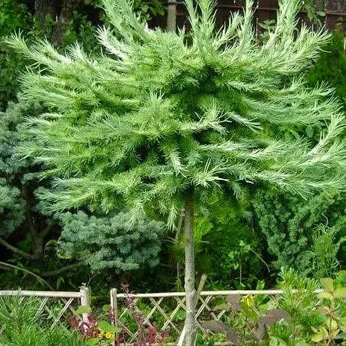 Лиственница кемпфера Agro-Market на штамбе Blue Dwarf С1.5 высота штамба 50-60см 187078 1 саженец в упаковке - фото 1