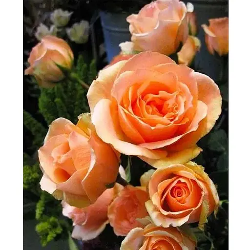 Роза в контейнере чайно-гибридная "Versilia" (саженец класса АА+) (156250) 1 саженец - фото 1