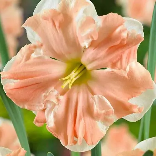 Нарцис "Palmares" (181285) 2 шт - фото 3