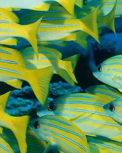 Underwater photography - фото 4