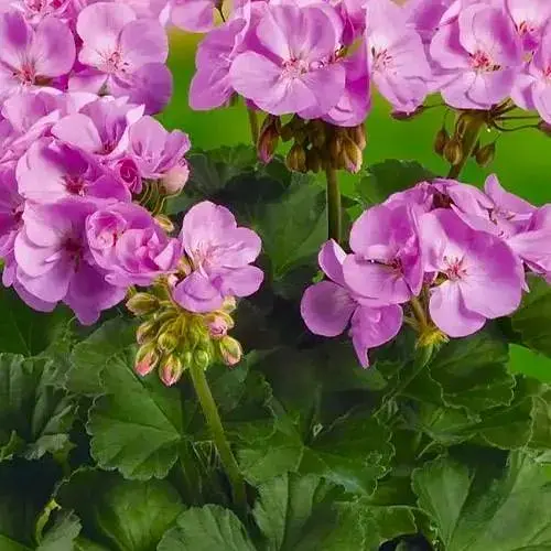 Пеларгонія зональна Dark Line "Greta" (189822) 1 саженец - фото 1